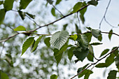 Alnus incana