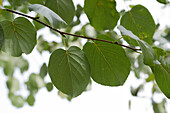 Alnus cordata