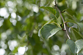 Alnus cordata