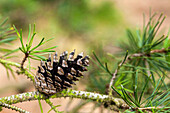 Pinus banksiana