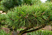 Pinus