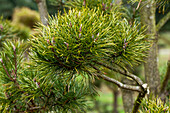 Pinus