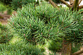 Pinus