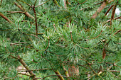 Pinus sylvestris 