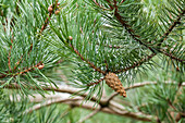 Pinus sylvestris