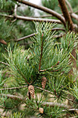 Pinus sylvestris