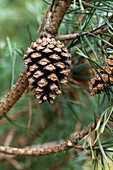 Pinus sylvestris