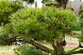 Pinus