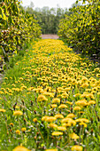 Taraxacum officinale