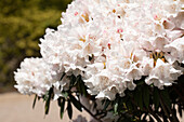 Rhododendron 'Blewbury'