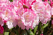 Rhododendron yakushimanum 'Koichiro Wada Dekora'