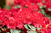 Rhododendron williamsianum 'Tromba'