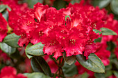 Rhododendron williamsianum 'Tromba'