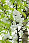 Prunus avium Plena