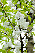 Prunus avium 'Plena'