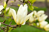 Magnolia, yellow