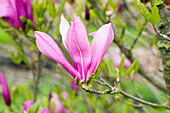 Magnolia, purpurrot