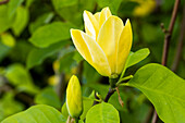 Magnolia x brooklynensis 'Yellow Bird'