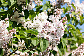 Syringa vulgaris 'Beauty of Moscow'