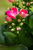 Kalanchoe blossfeldiana, rosa