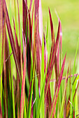 Pennisetum setaceum 'Rubrum'