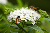 Spiraea japonica mit Schwebfliege