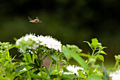 Hoverfly on Spiraea
