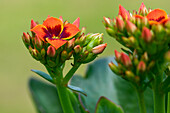 Kalanchoe blossfeldiana, orange