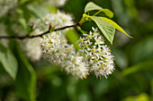 Prunus maackii 'Amber Beauty'