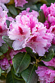 Rhododendron, pink