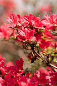Rhododendron obtusum 'Hino-crimson'