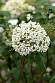 Viburnum carlcephalum