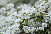 Exochorda x macrantha 'The Bride'