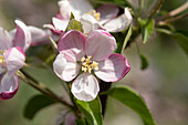 Malus domestica 'Ingrid Marie'