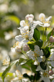 Malus 'Red Jewel'