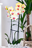 Phalaenopsis 'Miraflore'