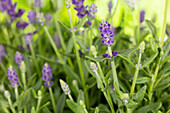 Lavandula angustifolia