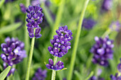 Lavandula angustifolia