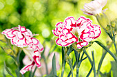 Dianthus 'Capitán'®