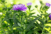 Aster novi-belgii, lila