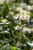 Clematis flammula