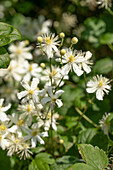 Clematis flammula