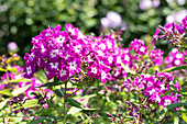 Phlox paniculata 'Wennschondennschon'