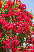 Climbing rose, red