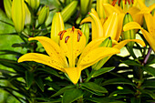 Lilium, yellow