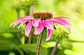 Echinacea purpurea, rosa