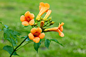 Campsis grandiflora