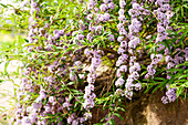 Buddleja alternifolia