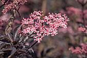 Sambucus nigra 'Black Beauty'®