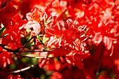 Rhododendron luteum, red